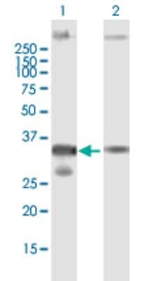 Western Blot: NACA1 Antibody [H00004666-B01P]