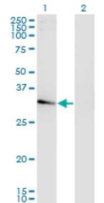 Western Blot: NACA2 Antibody (4H6) [H00342538-M01]