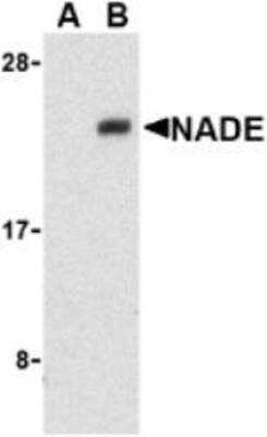 Western Blot: NGFRAP1/BEX3/NADE Antibody Blocking Peptide [NBP1-77149PEP]