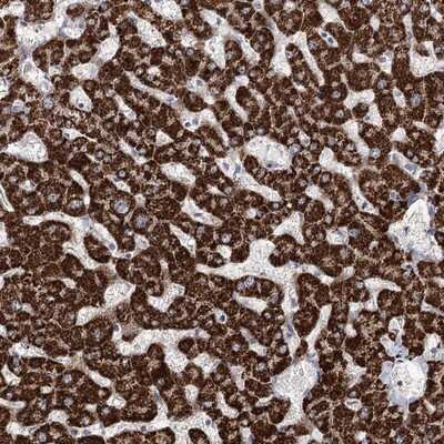 Immunohistochemistry-Paraffin: NADKD1 Antibody [NBP1-83547]