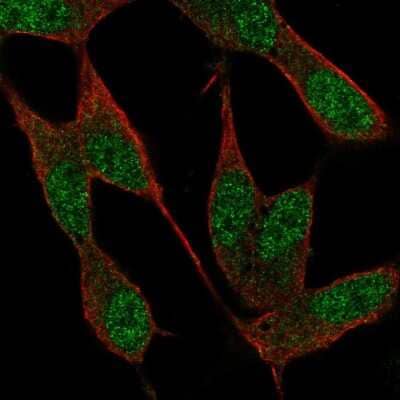 Immunocytochemistry/ Immunofluorescence: NAF1 Antibody [NBP2-57814]