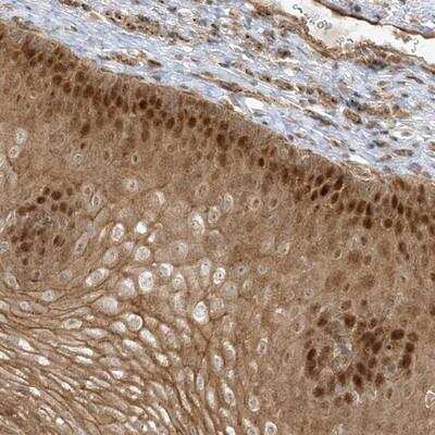Immunohistochemistry-Paraffin: NAF1 Antibody [NBP1-90341]