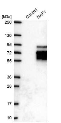 Western Blot: NAF1 Antibody [NBP1-90341]