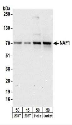 Western Blot: NAF1 Antibody [NBP2-22263]