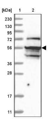 Western Blot: NAF1 Antibody [NBP2-32658]