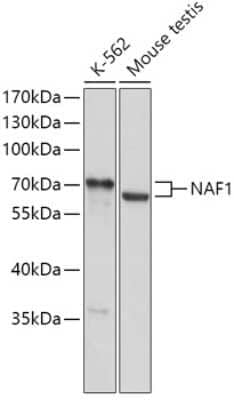 Western Blot: NAF1 AntibodyAzide and BSA Free [NBP2-93047]