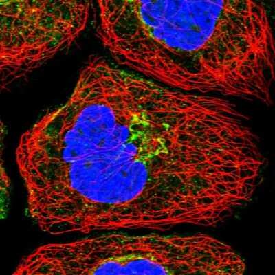 Immunocytochemistry/ Immunofluorescence: NAG Antibody [NBP1-92164]