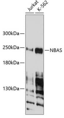 Western Blot: NAG AntibodyBSA Free [NBP2-93277]