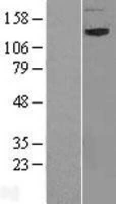 Western Blot: NAG Overexpression Lysate [NBL1-13461]