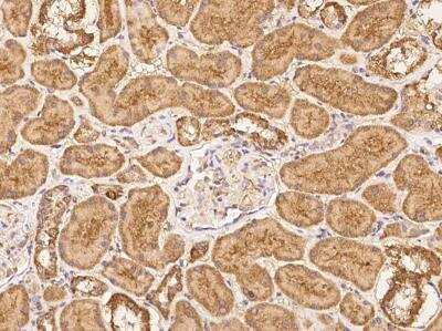 Immunohistochemistry-Paraffin: NAGPA Antibody [NBP3-05813]