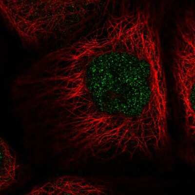 Immunocytochemistry/ Immunofluorescence: NAIF1 Antibody [NBP2-58406]