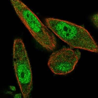 Immunocytochemistry/ Immunofluorescence: NAIF1 Antibody [NBP2-68824]