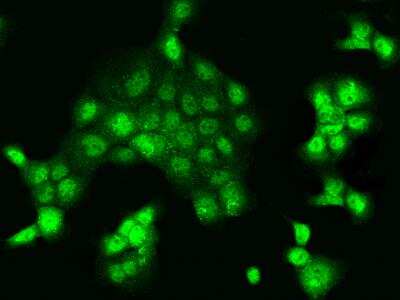 Immunocytochemistry/ Immunofluorescence: NAIF1 Antibody [NBP3-06197]