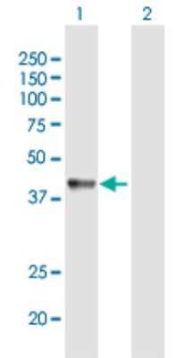 Western Blot: NAIF1 Antibody [H00203245-B01P]