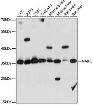 Western Blot: NAIF1 AntibodyAzide and BSA Free [NBP2-94593]