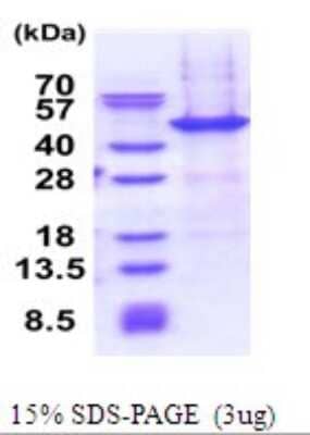 SDS-PAGE: Recombinant Human NAIF1 His Protein [NBP2-51712]