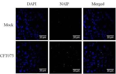 Immunocytochemistry/ Immunofluorescence: NAIP Antibody - BSA Free [NBP1-77196]