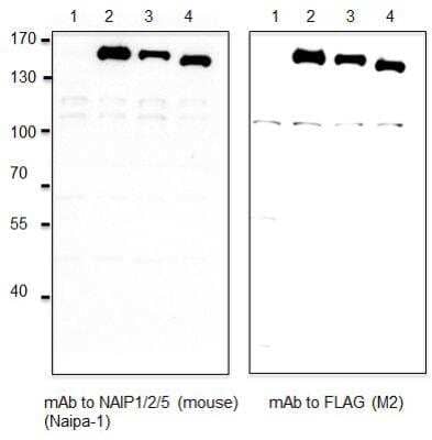 Western Blot: Naip1/2/5 Antibody (Naipa-1)BSA Free [NBP2-80079]