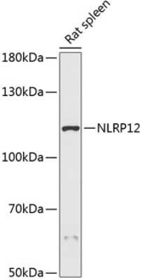 Western Blot: NALP12 AntibodyAzide and BSA Free [NBP2-93584]