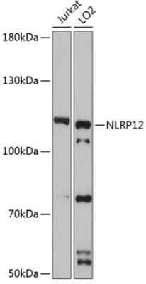 Western Blot: NALP12 AntibodyAzide and BSA Free [NBP2-94058]