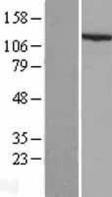 Western Blot: NLRP3/NALP3 Overexpression Lysate [NBL1-13675]