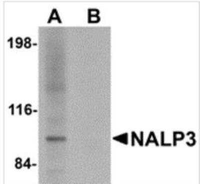 Western Blot: NLRP3/NALP3 Antibody Blocking Peptide [NBP1-77080PEP]