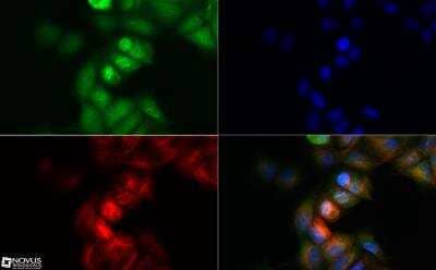 Immunocytochemistry/ Immunofluorescence: NALP4 Antibody [NBP2-31375]