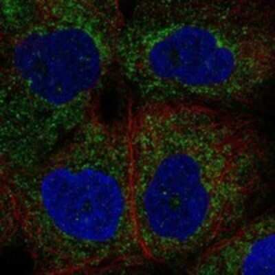 Immunocytochemistry/ Immunofluorescence: NALP4 Antibody [NBP3-17191]