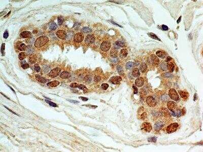 Immunohistochemistry-Paraffin: NALP6 Antibody [NBP2-31372]