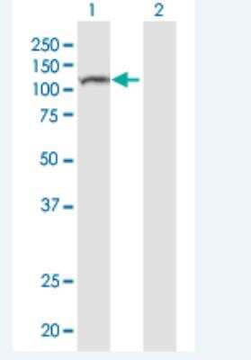 Western Blot: NALP8 Antibody [H00126205-B01P-50ug]