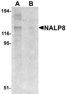 Western Blot: NALP8 AntibodyBSA Free [NBP2-81969]