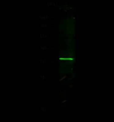 Western Blot: NANOS1 Antibody [NBP2-98706]