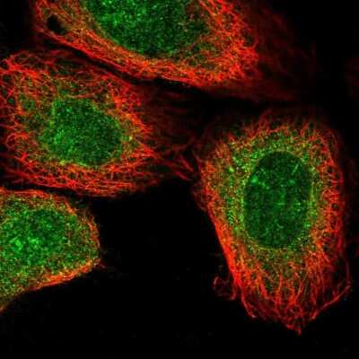 Immunocytochemistry/ Immunofluorescence: NANP Antibody [NBP2-13639]