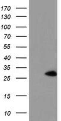 Western Blot: NANP Antibody (OTI4D11)Azide and BSA Free [NBP2-72870]