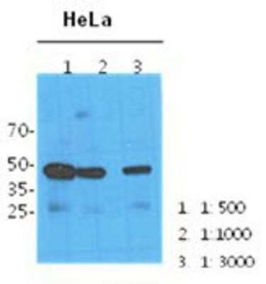 Western Blot: NANS Antibody (1G6)BSA Free [NBP1-97938]