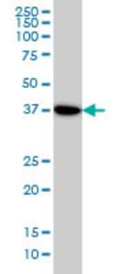 Western Blot: NANS Antibody (3G6) [H00054187-M01]