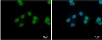 Immunocytochemistry/ Immunofluorescence: NANS Antibody [NBP1-31440]