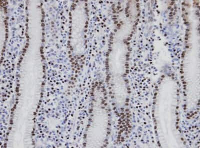 Immunohistochemistry-Paraffin: NANS Antibody [NBP1-31440]