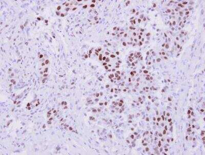 Immunohistochemistry-Paraffin: NANS Antibody [NBP2-19470]
