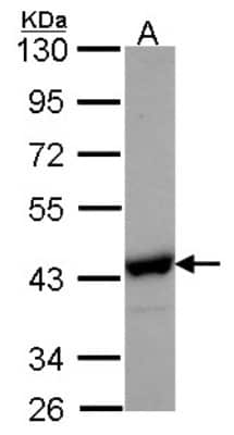 Western Blot: NANS Antibody [NBP1-31440]