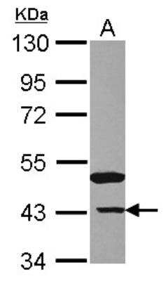 Western Blot: NANS Antibody [NBP2-19470]