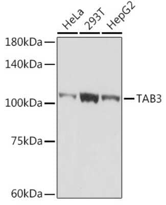 Western Blot: NAP1 Antibody (3Y6T7) [NBP3-15942]