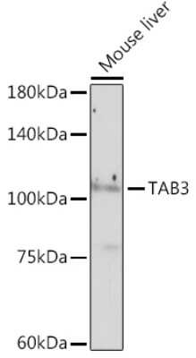 Western Blot: NAP1 Antibody (3Y6T7) [NBP3-15942]