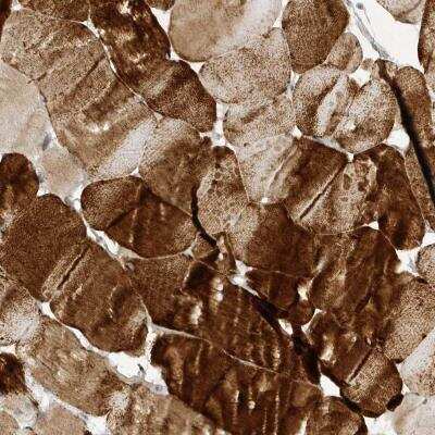 Immunohistochemistry-Paraffin: NAP1 Antibody [NBP1-81262]