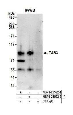 Immunoprecipitation: NAP1 Antibody [NBP1-26592]