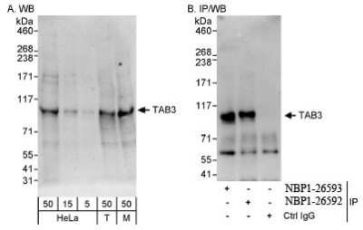 Western Blot: NAP1 Antibody [NBP1-26592]