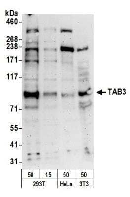 Western Blot: NAP1 Antibody [NBP1-26592]