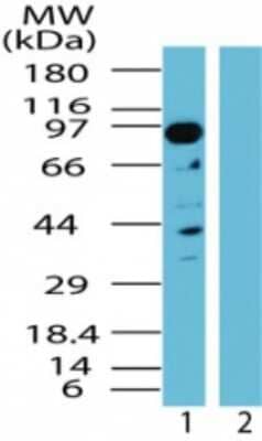 Western Blot: NAP1 Antibody [NBP2-24727]