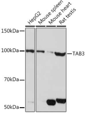 Western Blot: NAP1 AntibodyAzide and BSA Free [NBP3-15592]