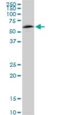 Western Blot: NAP1L1 Antibody (2A9) [H00004673-M01]